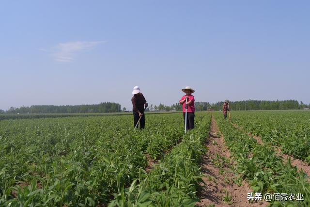 中药材涨价，农民种植反而陷入迷茫，未来5年能赚钱的品种有哪些 