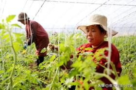 种植番茄这样整枝打杈去管理，长势壮、结果多、个头大、产量高 